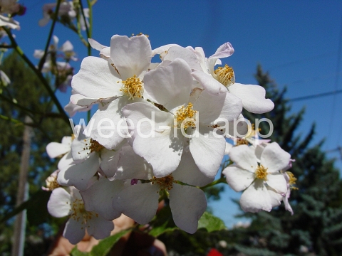 rose, multiflora